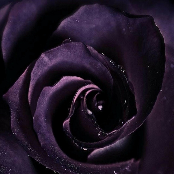 purpler007